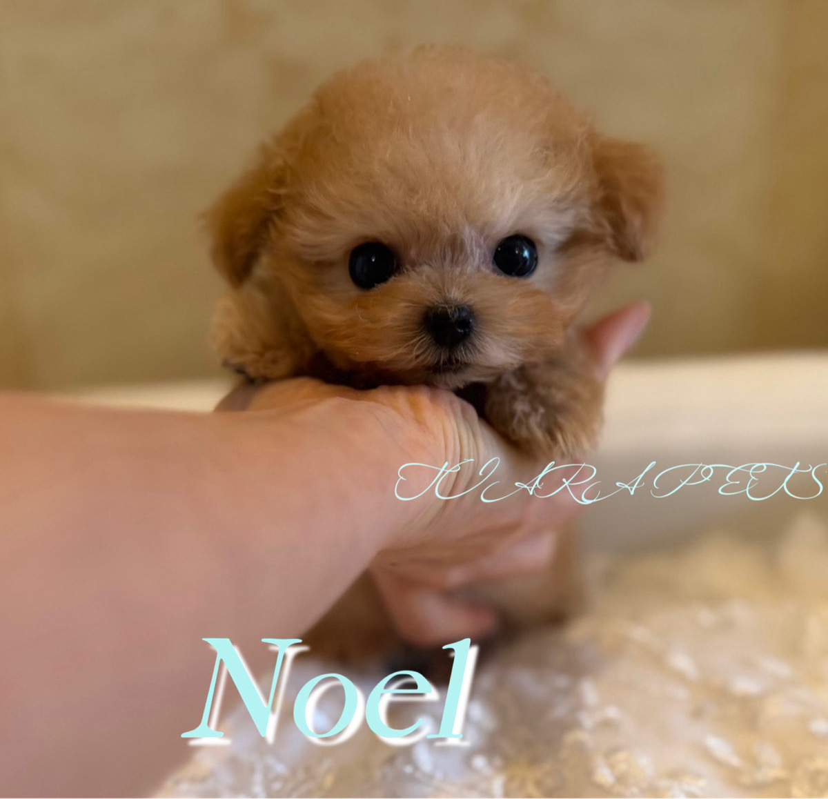 おっとりとした性格のノエルくん🧸