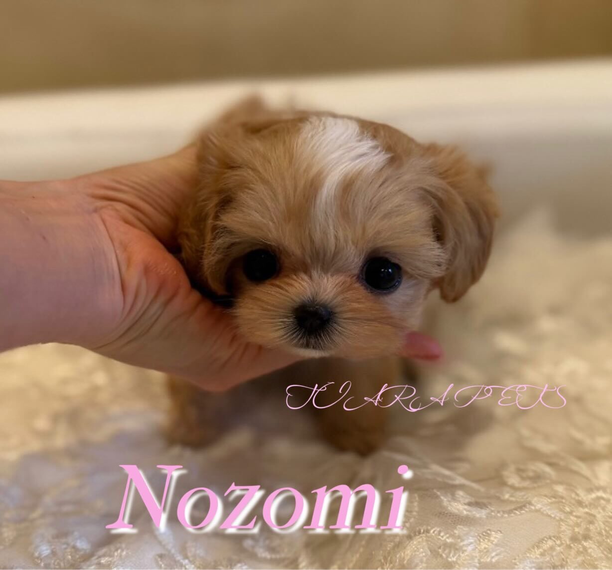 おでこの白い毛が印象的なのぞみちゃん⭐️