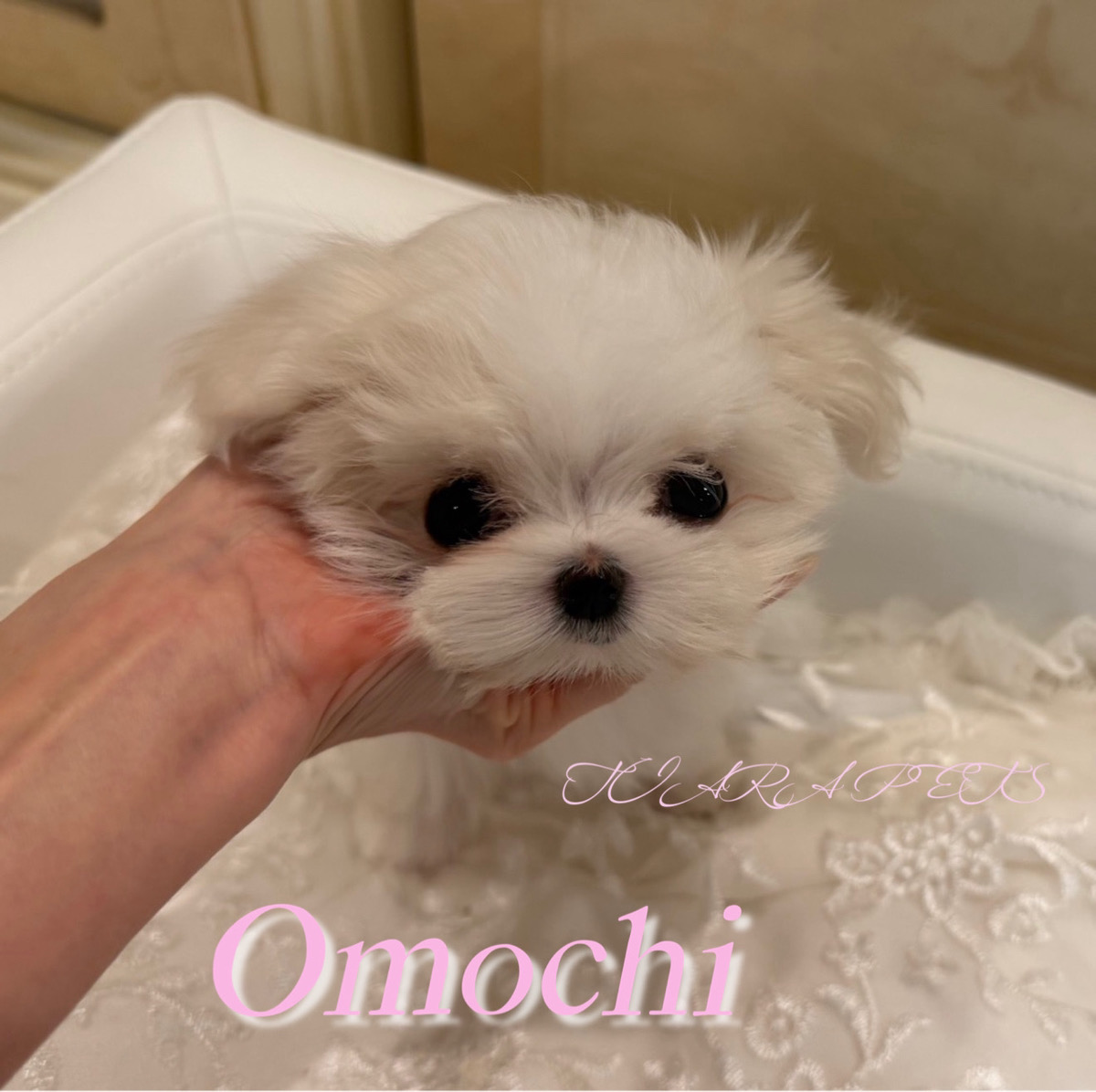 愛くるしい瞳が可愛すぎるおもちちゃん🧸