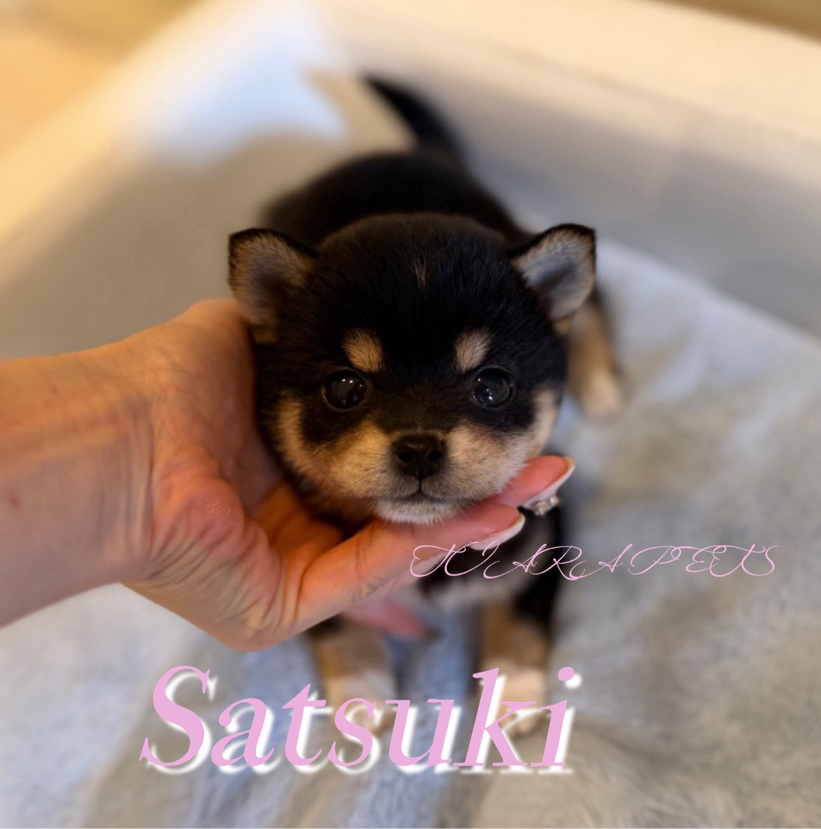 おでこの白い毛がポイントのさつきちゃん🧸