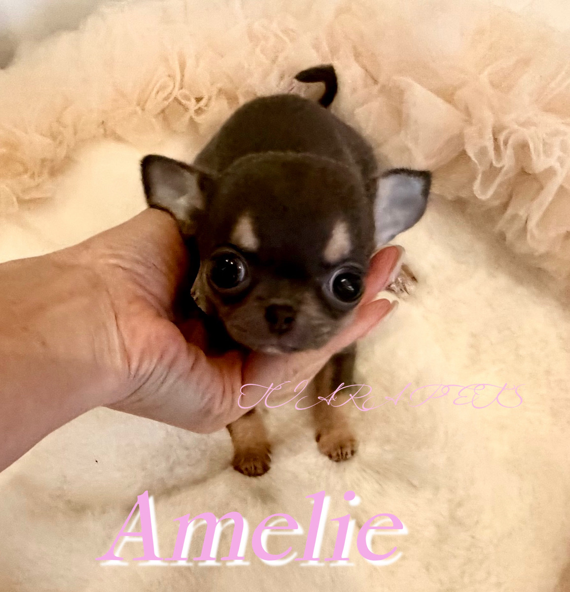 瞳が愛くるしいアメリちゃん🧸
