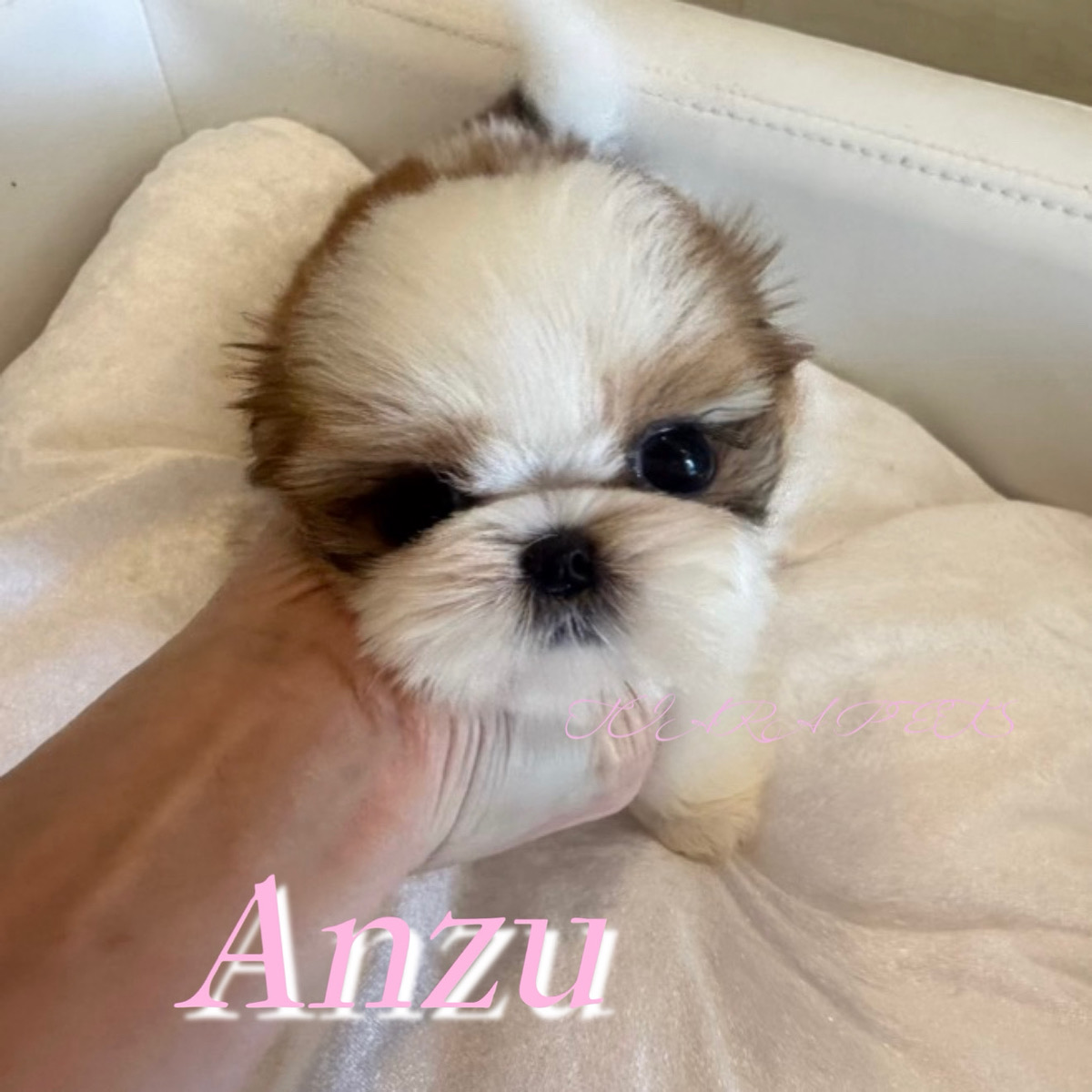 走る姿がとってもCUTEなあんずちゃん🧸