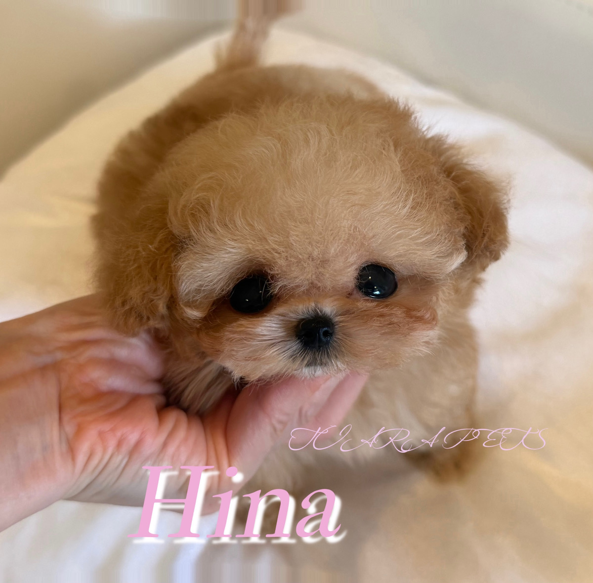 ふんわり毛質に癒されるひなちゃん🧸