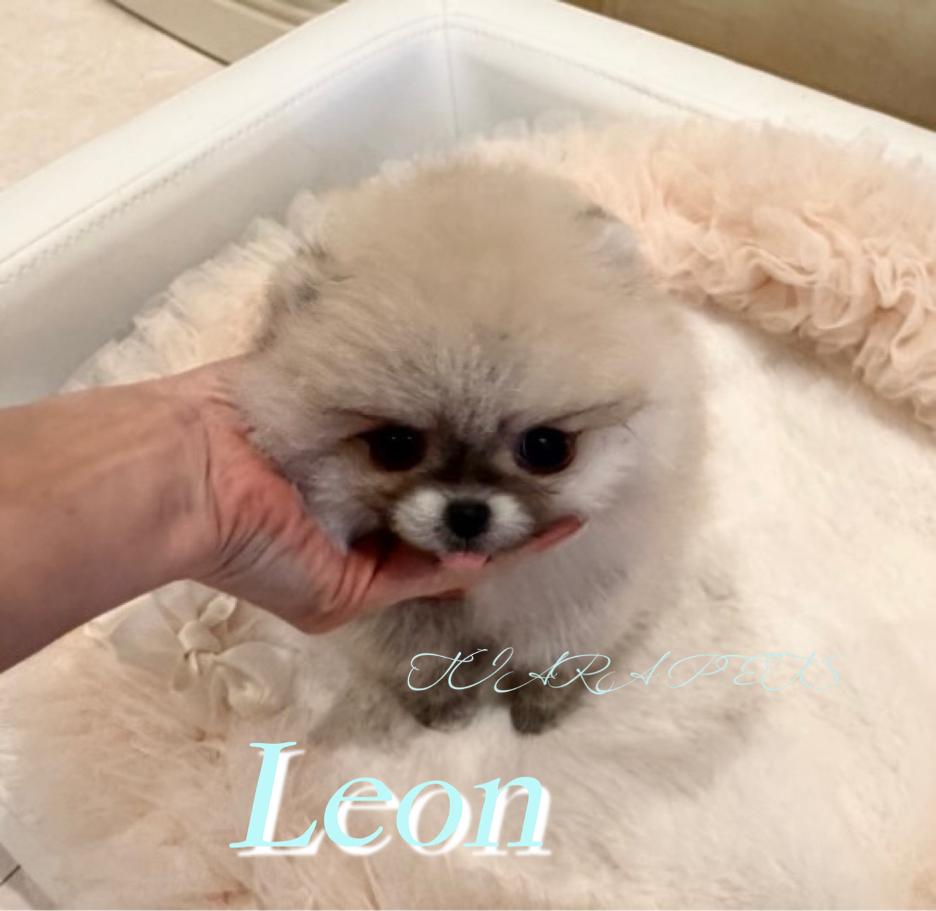 ふわもこが特徴的なレオンくん🧸