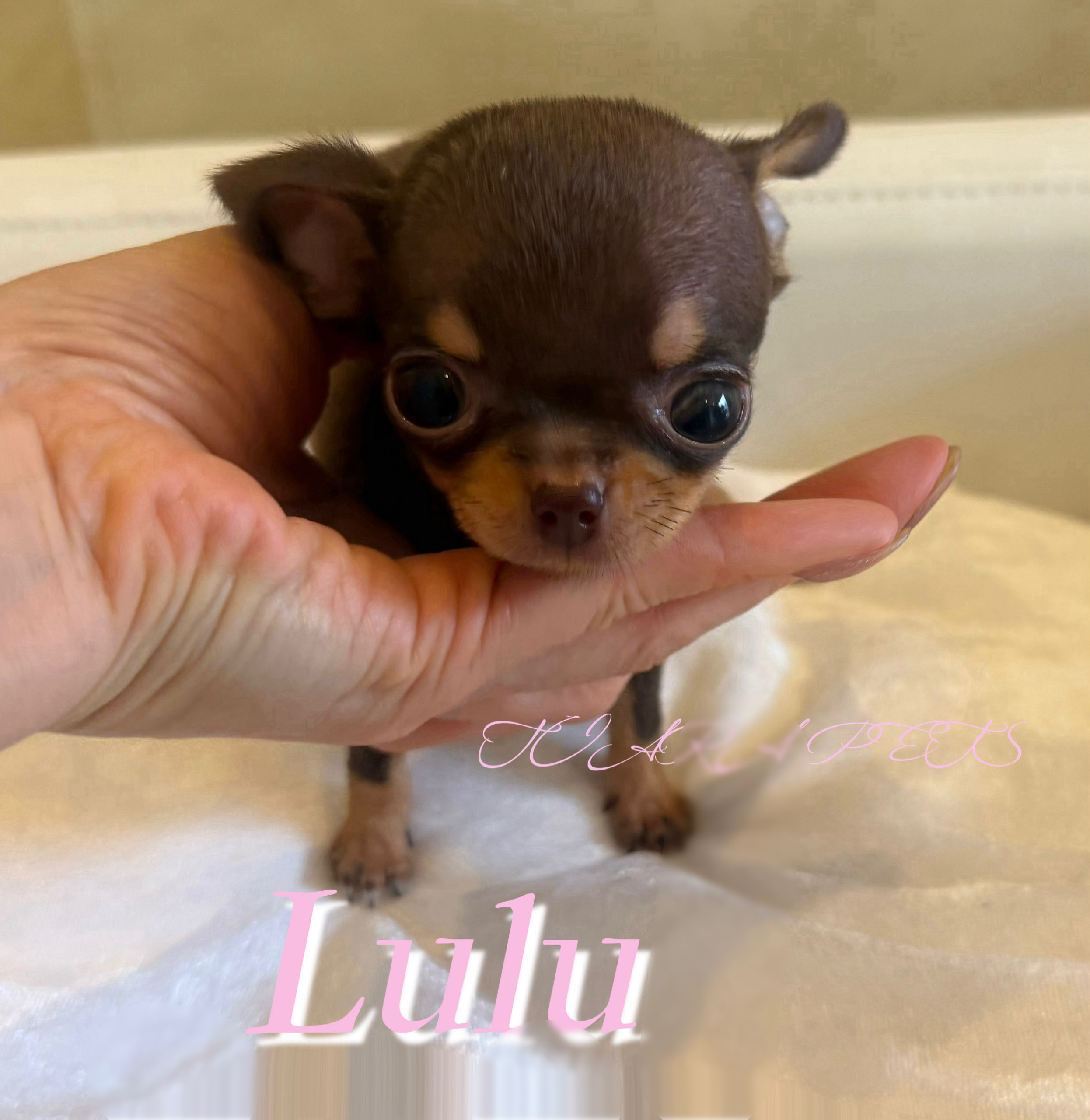 人懐っこく明るい性格のルルちゃん🧸