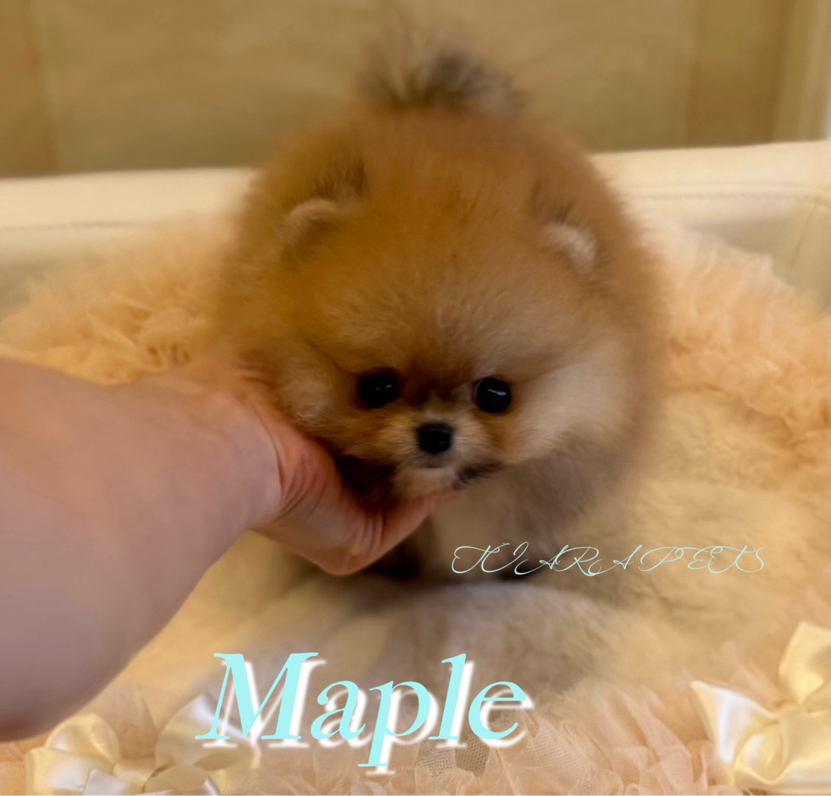 駆け寄る姿が愛くるしいメープルくん🧸