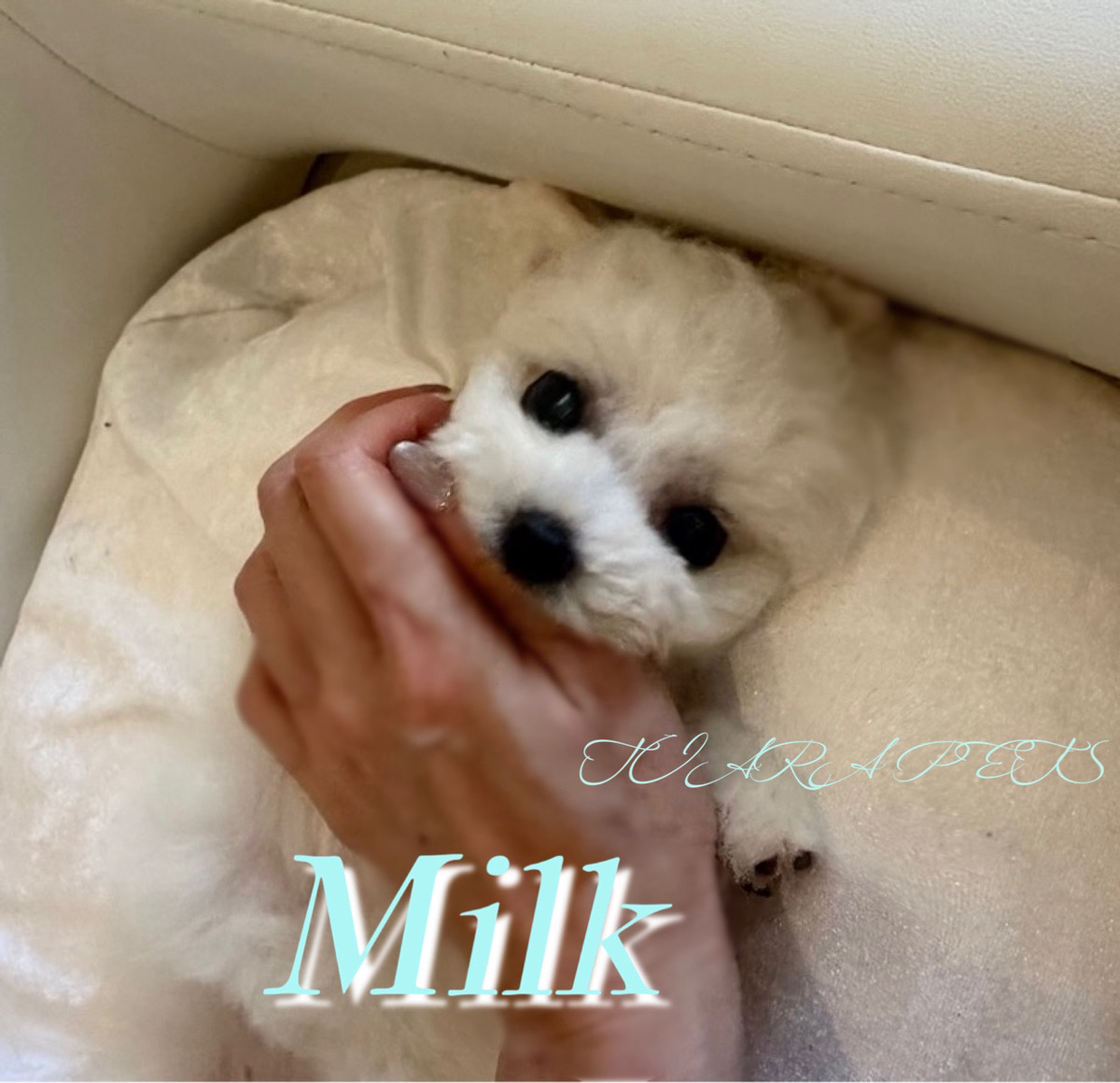 愛くるしい瞳がキュートなみるくくん🧸