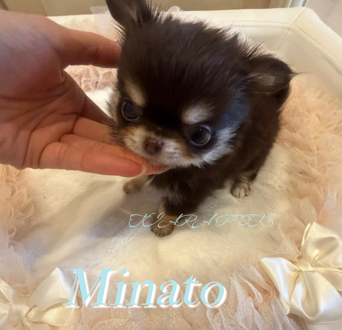 ぺたんこお鼻がキュートなみなとくん✨