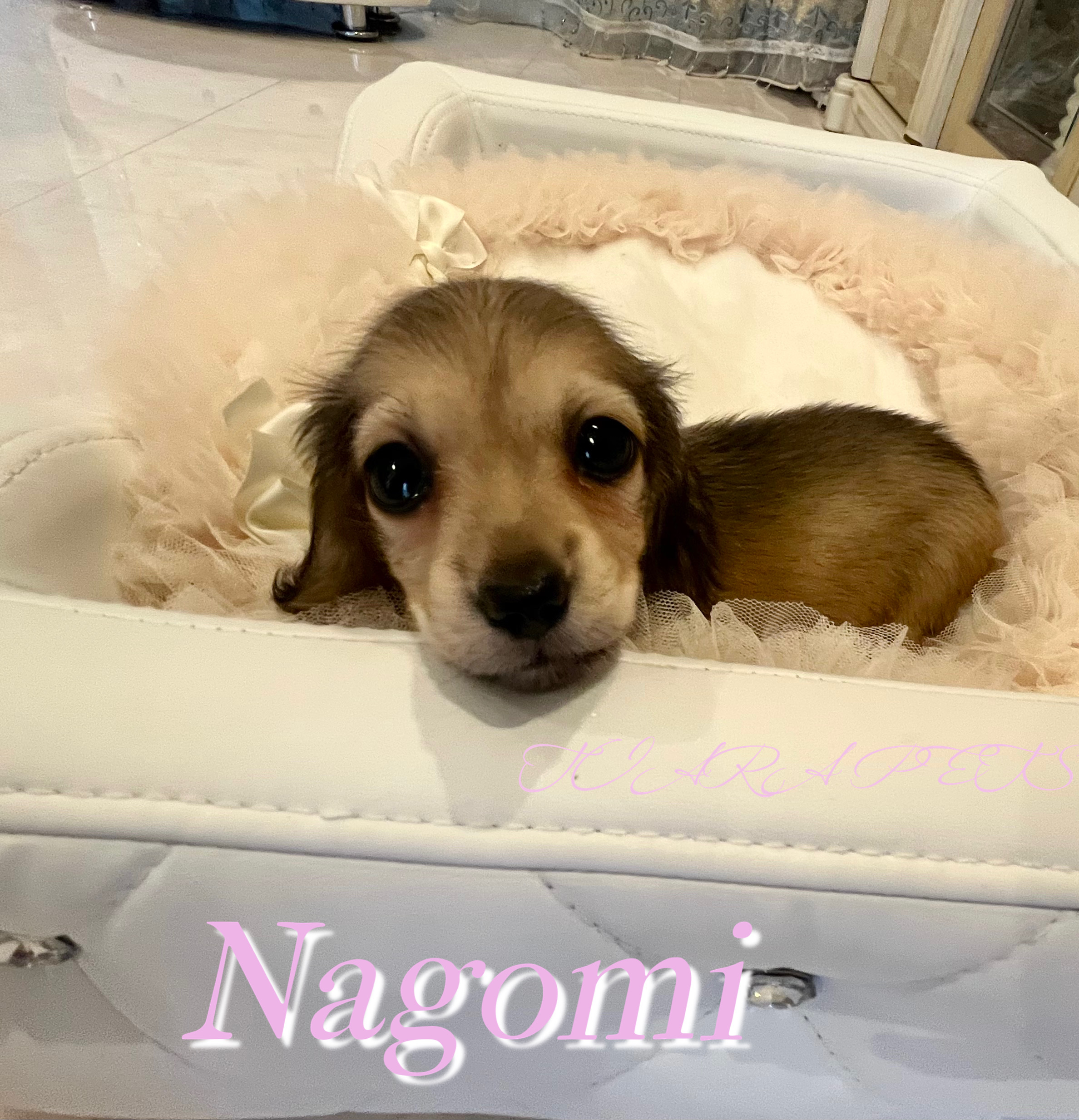 見上げる姿が可愛すぎるなごみちゃん💛