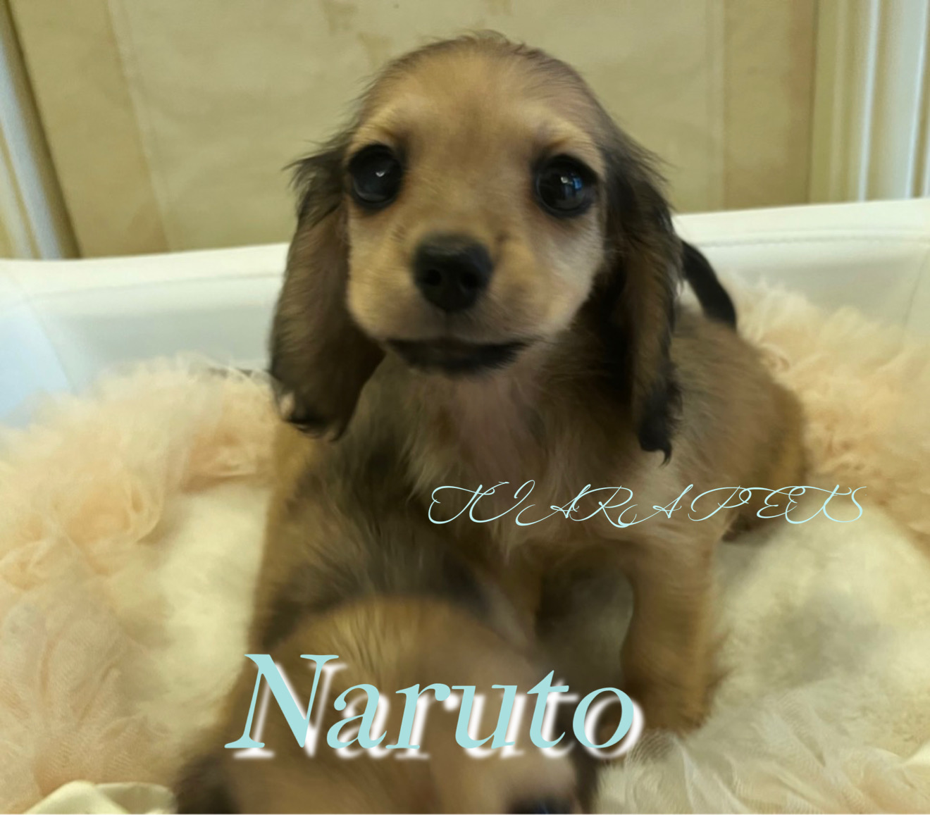 大人しい性格で可愛い瞳のなるとくん🧸