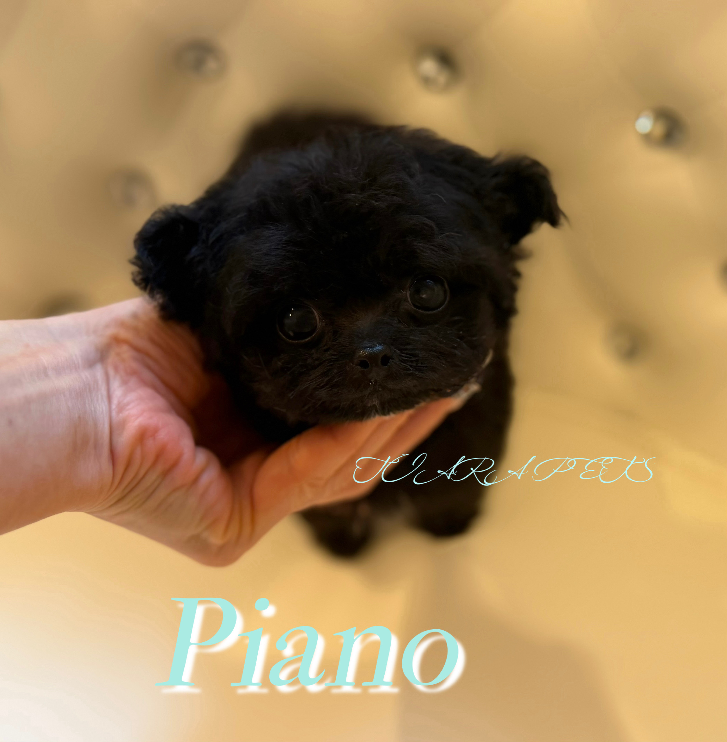 人懐っこく可愛いピアノくん🎹