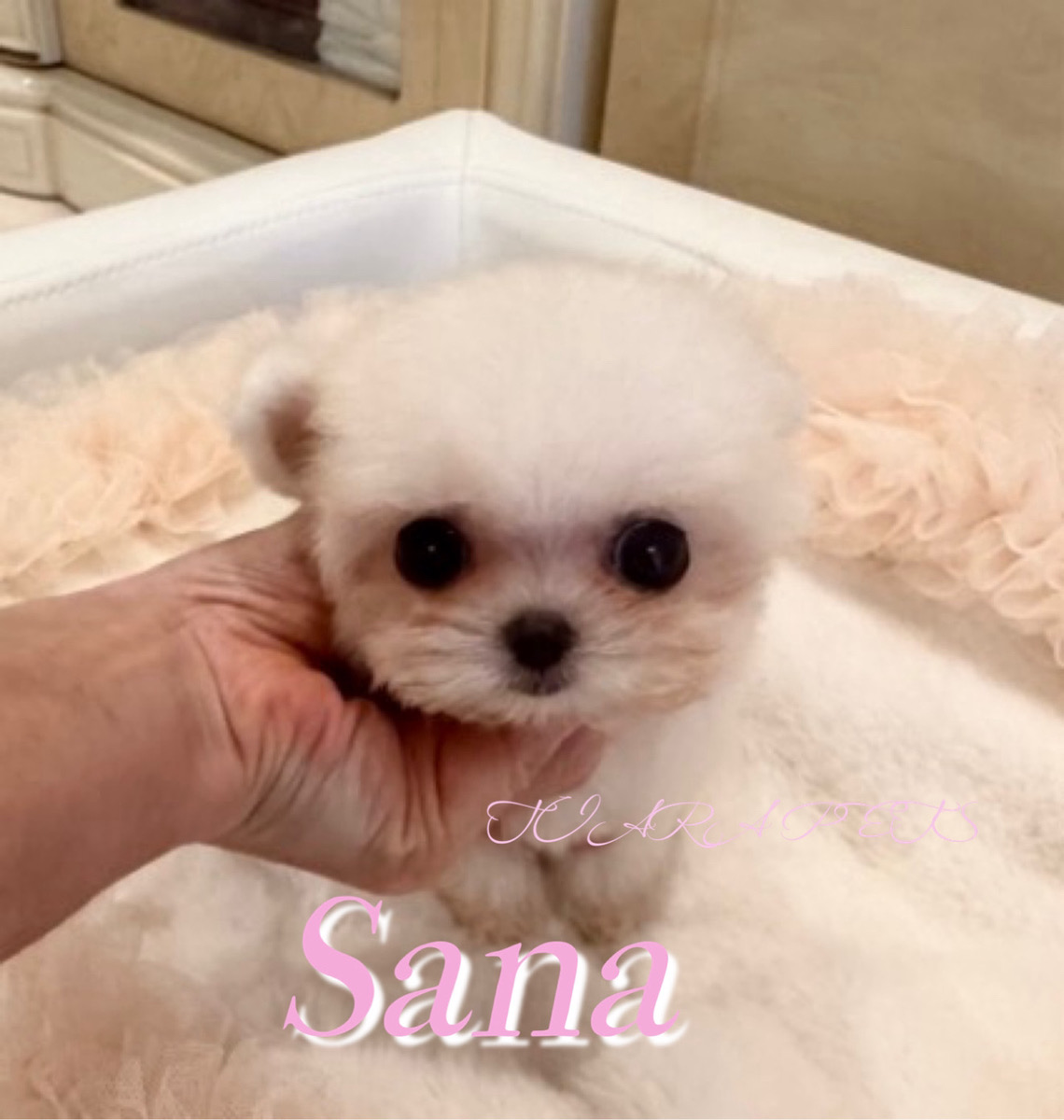 とびきり可愛く愛くるしいサナちゃん🧸