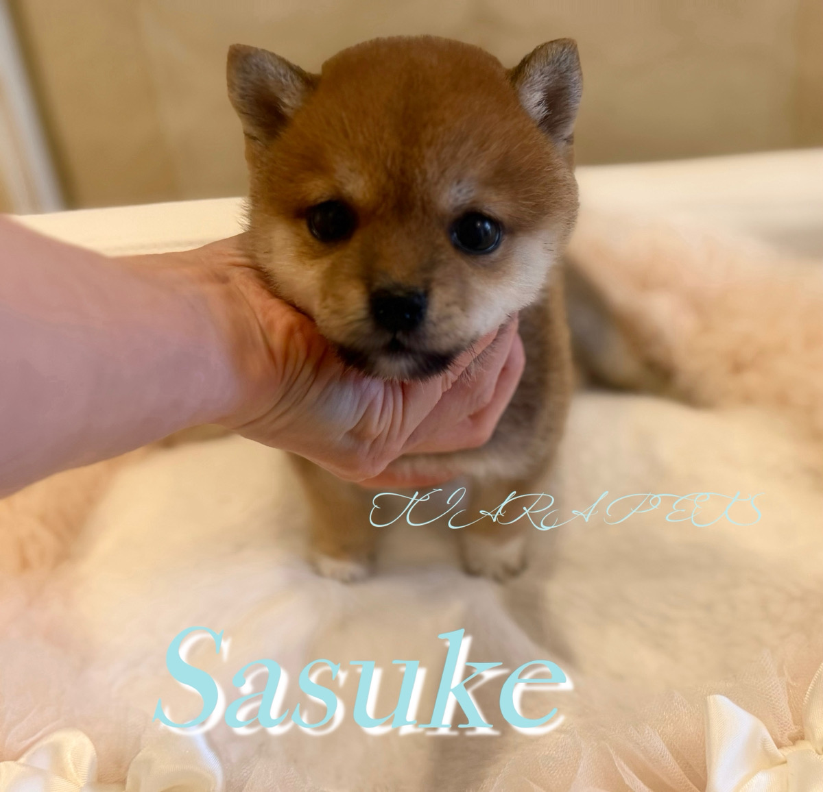 元気で人懐っこいさすけくん🧸