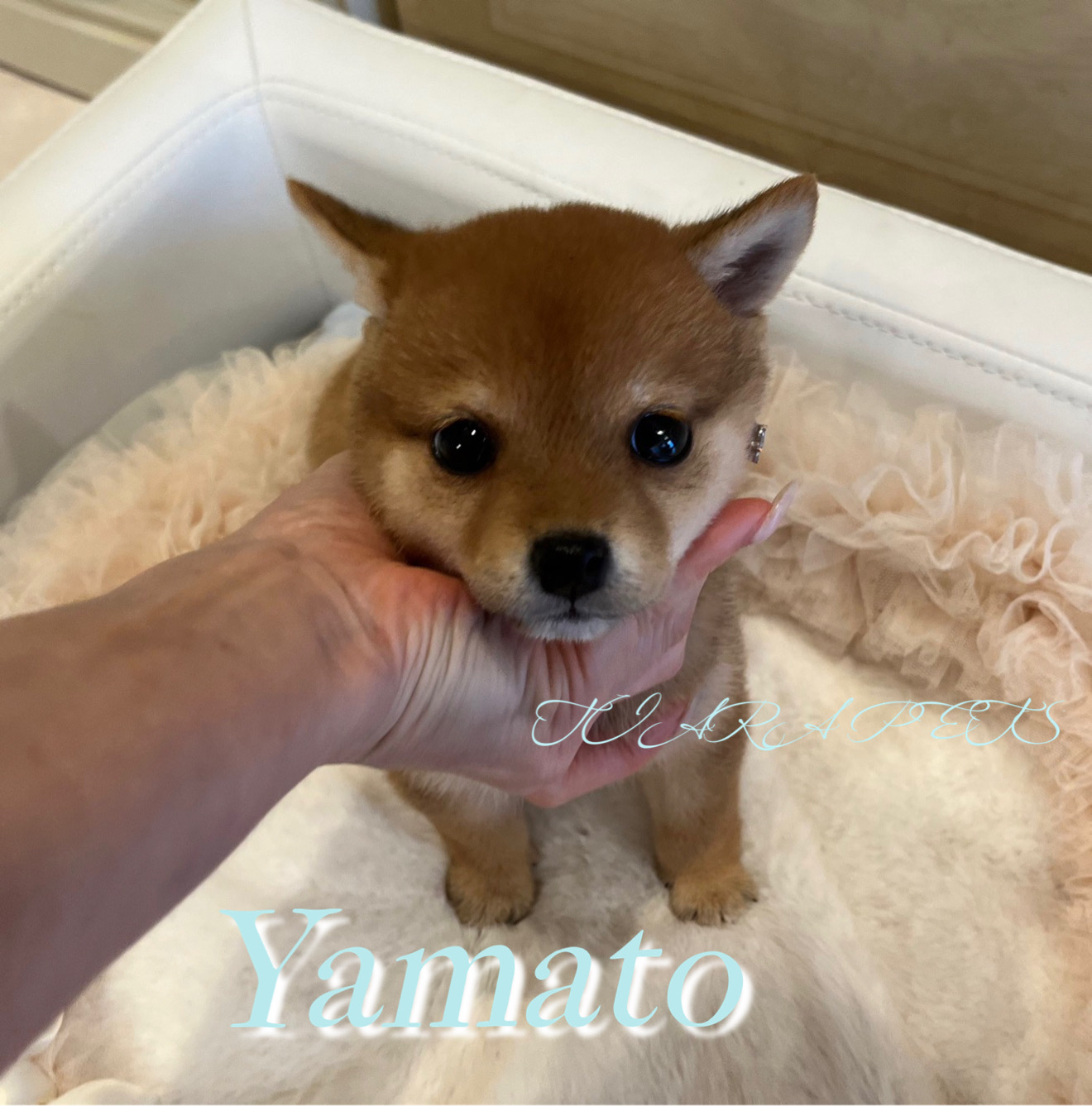 愛くるしい瞳が可愛いやまとくん🧸