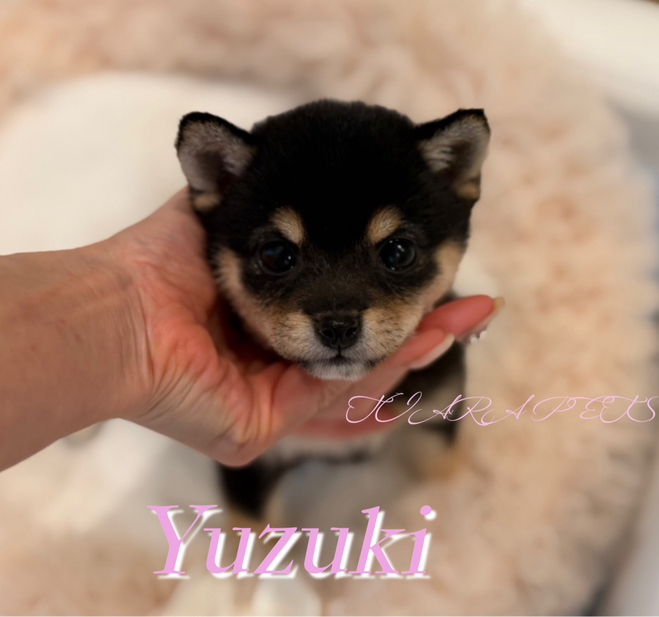 つぶらな瞳に癒されるゆずきちゃん🧸