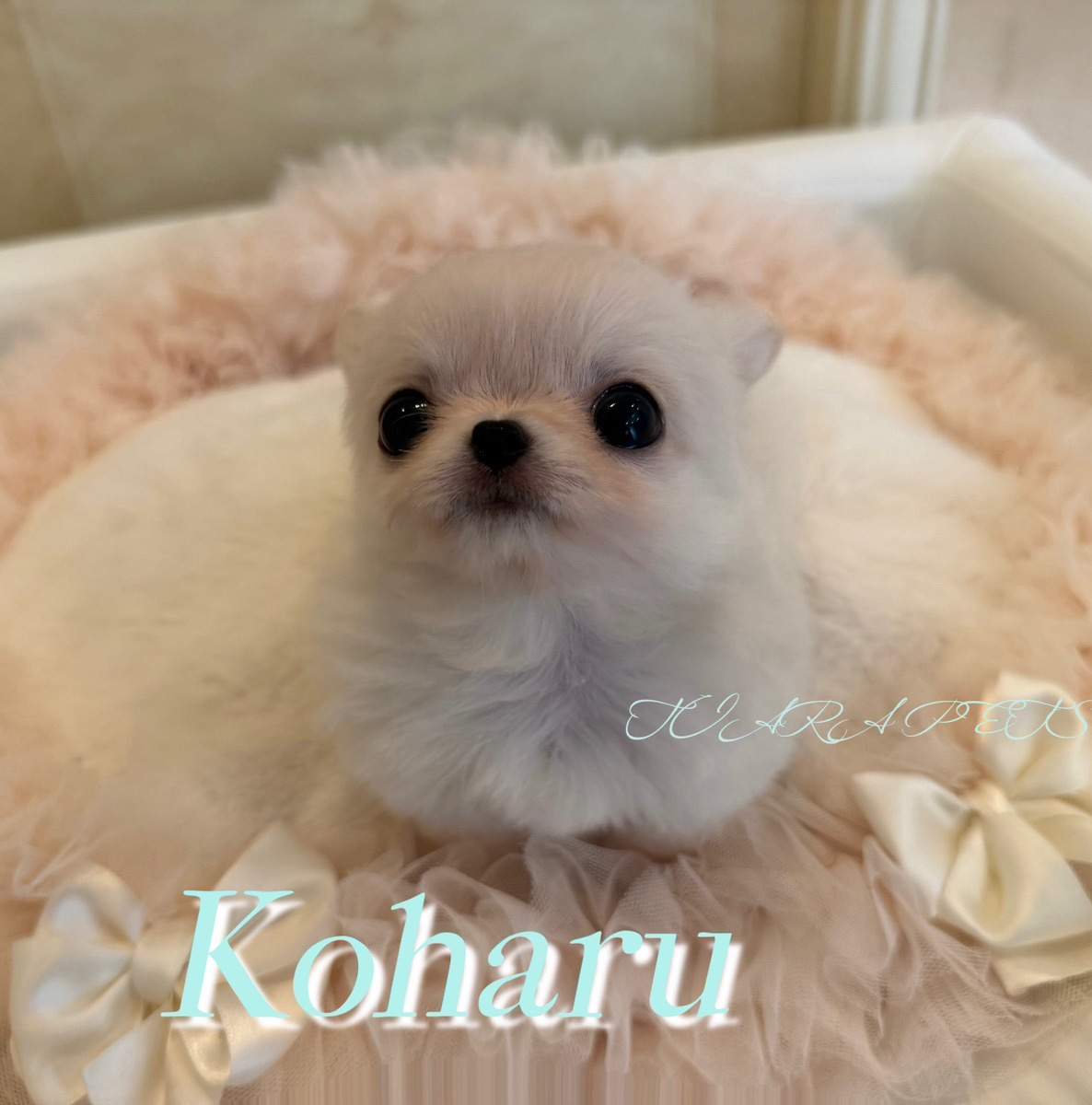 つぶらで愛くるしい瞳のこはるくん🌸