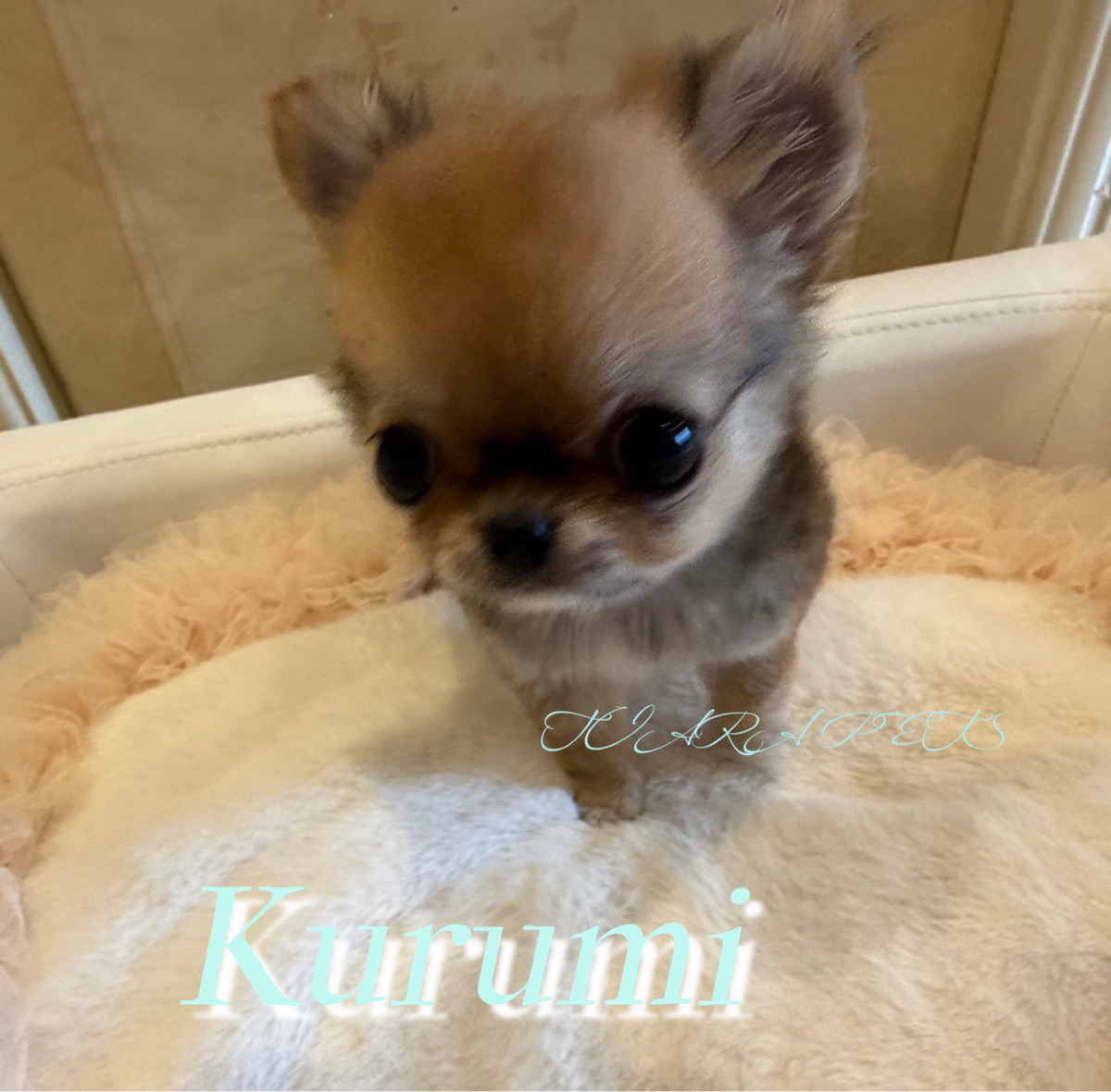 尻尾フリフリでCUTEなくるみくん✨