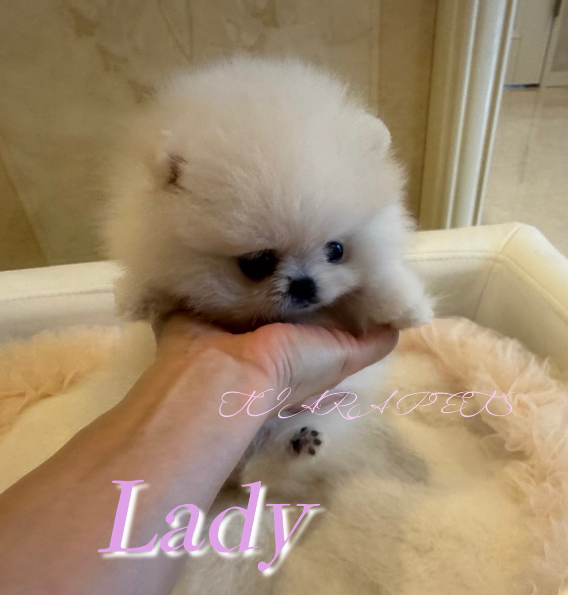 愛くるしい瞳に癒されるレディーちゃん🧸