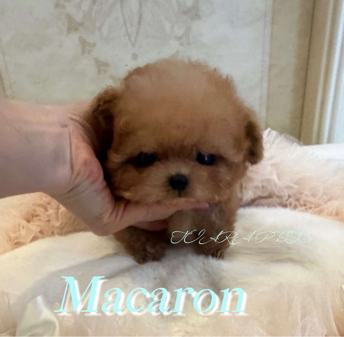 チャーミングなお鼻が特徴なマカロンくん🧸