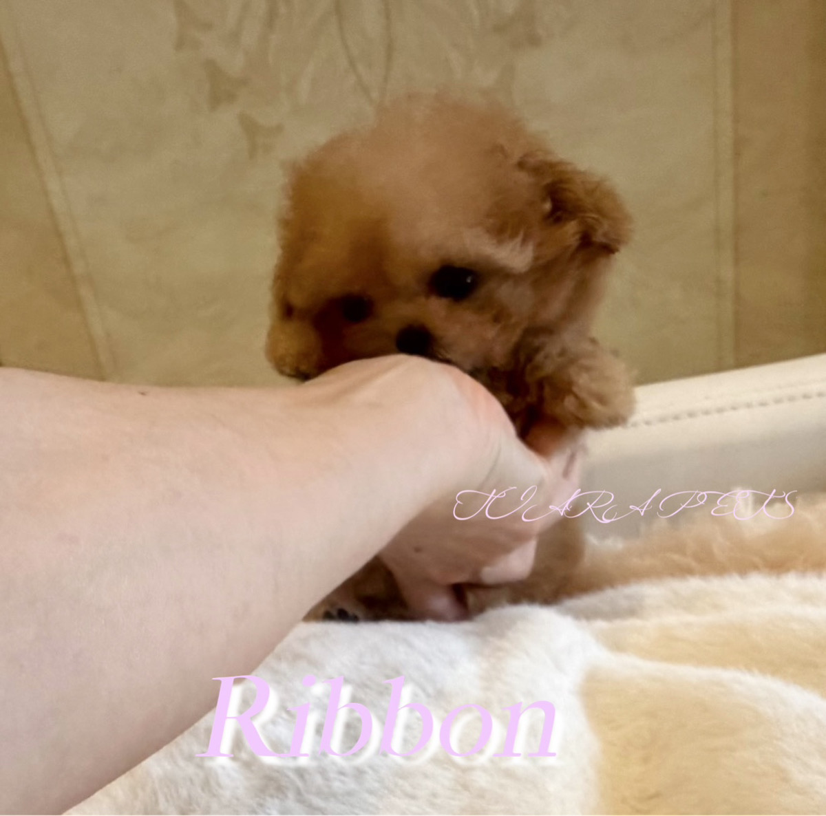 小さくて甘えん坊なリボンちゃん🎀