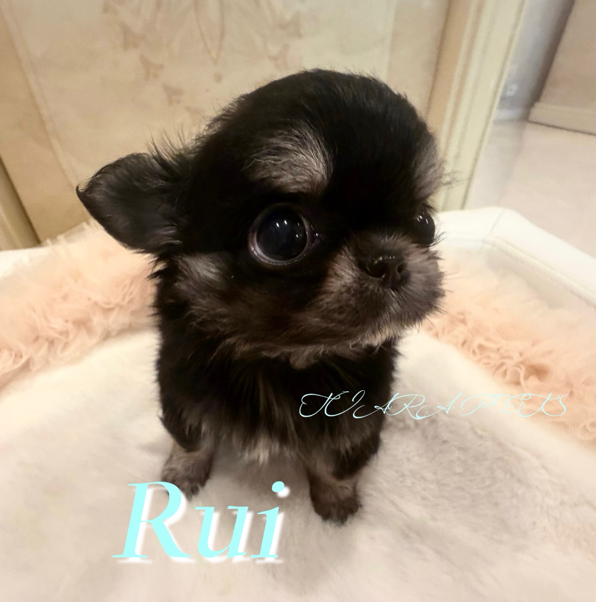 離れ目が可愛いるいくん✨