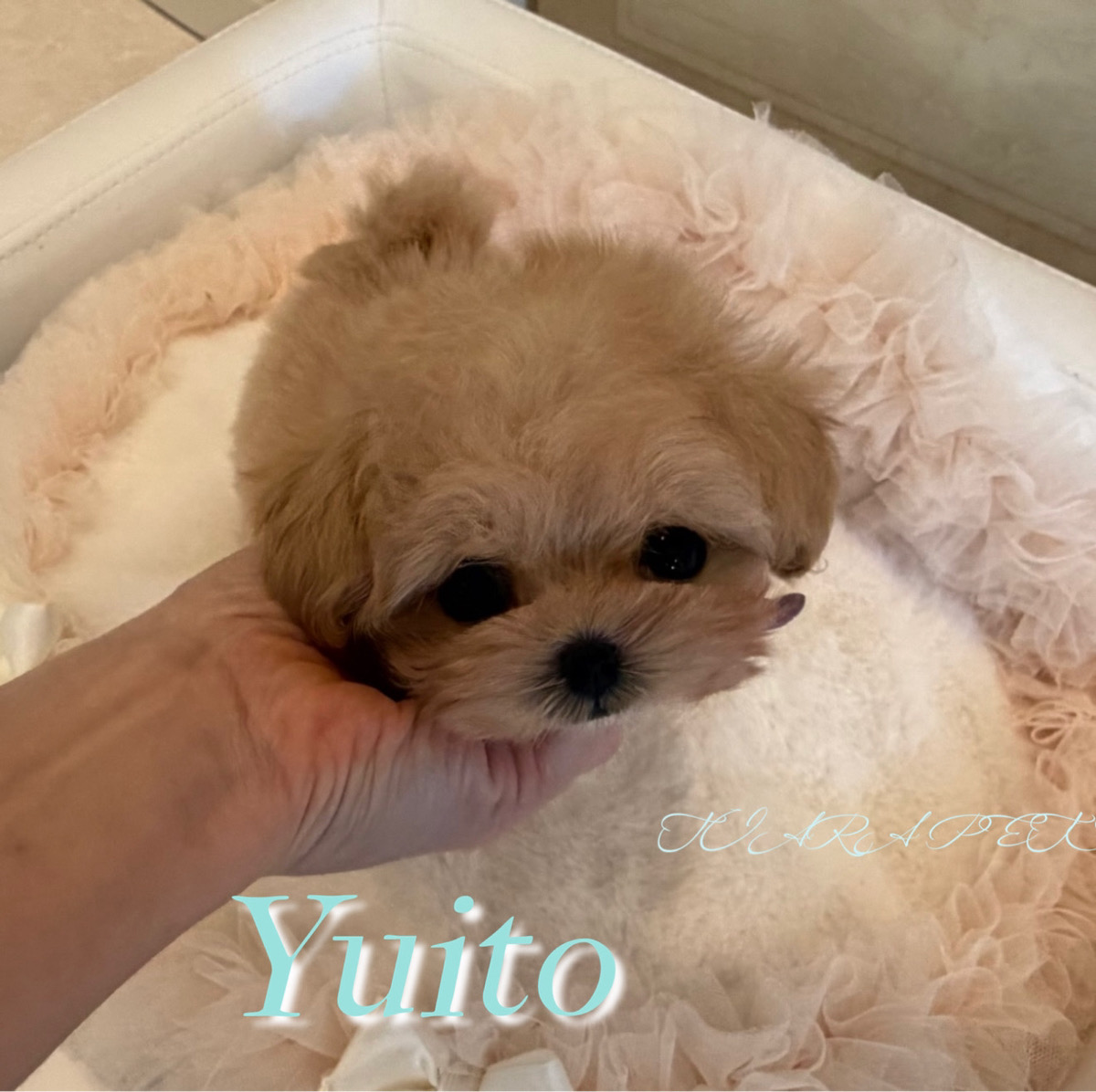 人懐っこく甘えん坊なゆいとくん⭐️