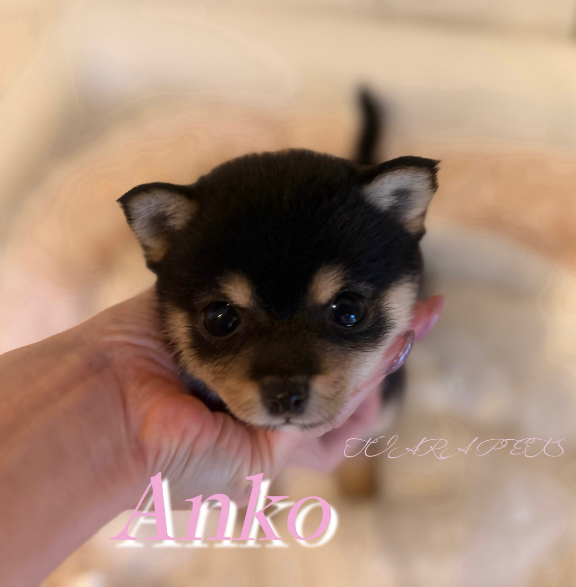 愛くるしい瞳が印象的なあんこちゃん🧸