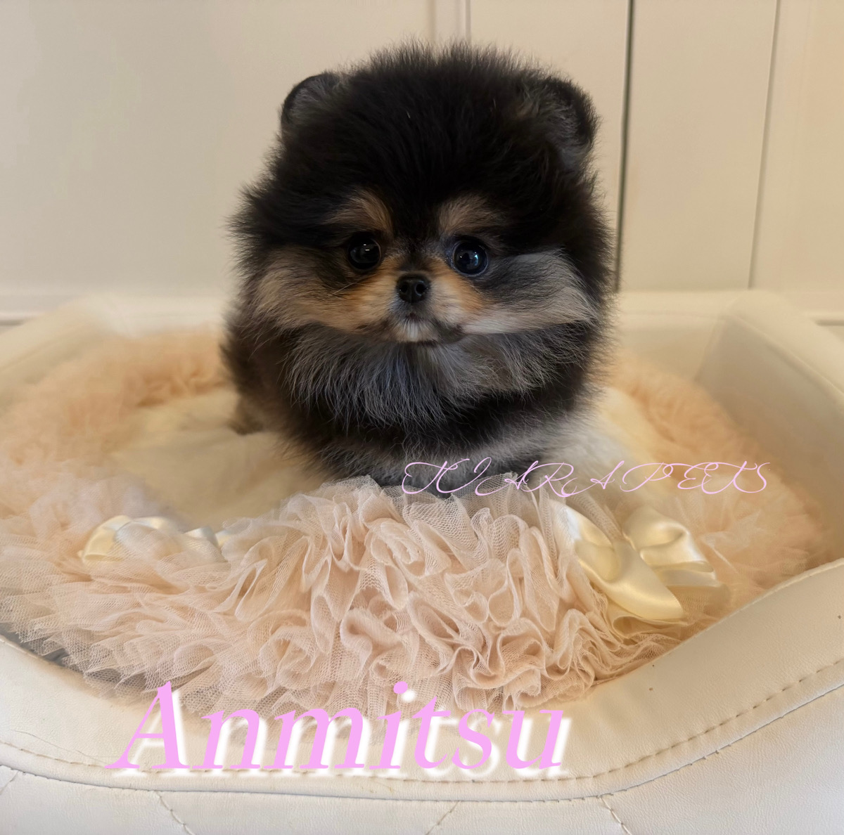 人懐っこくおっとり性格のあんみつちゃん🧸