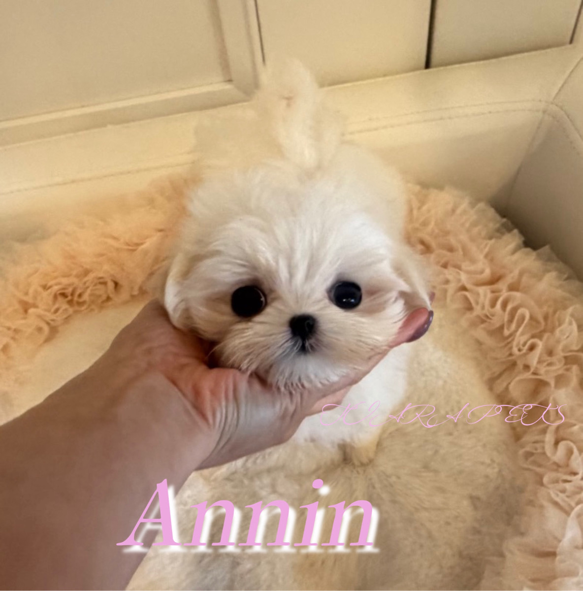 短いお鼻が愛らしいあんにんちゃん🧸