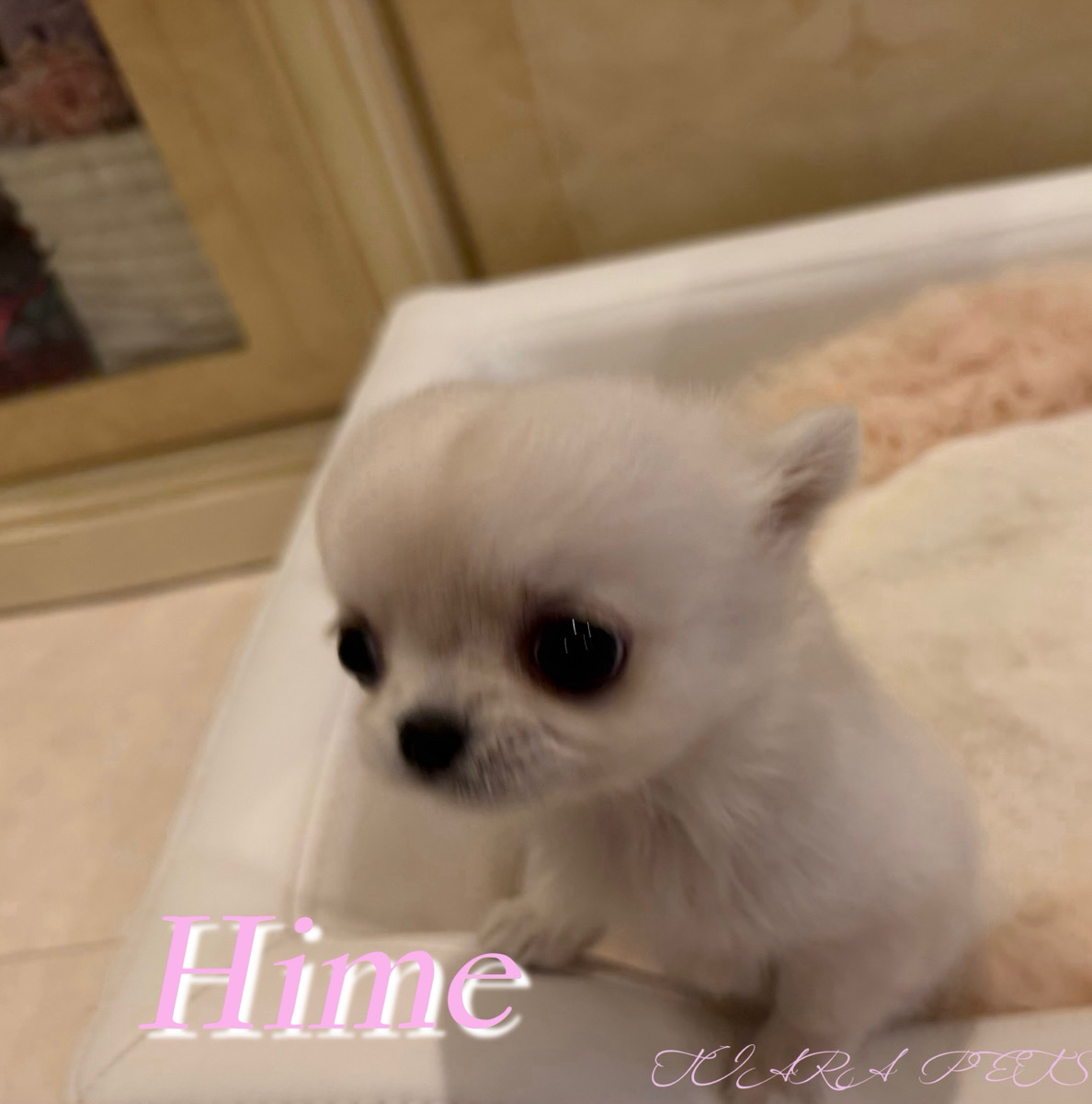 甘えてくる愛らしいひめちゃん👑