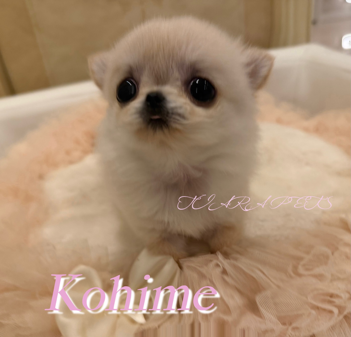 駆け寄る姿が愛くるしい子姫ちゃん✨