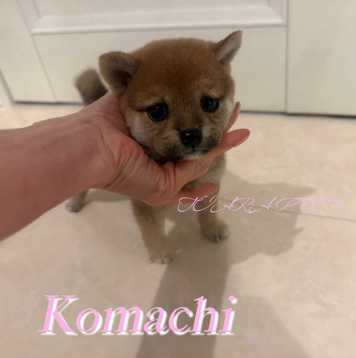 コンパクト体型で可愛い小町ちゃん🧸