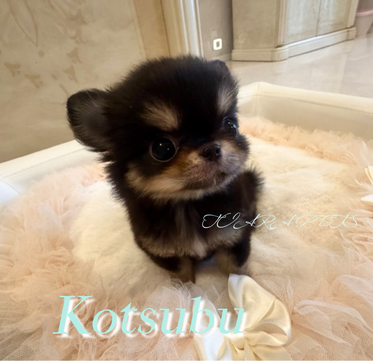 愛くるしい性格のこつぶくん✨
