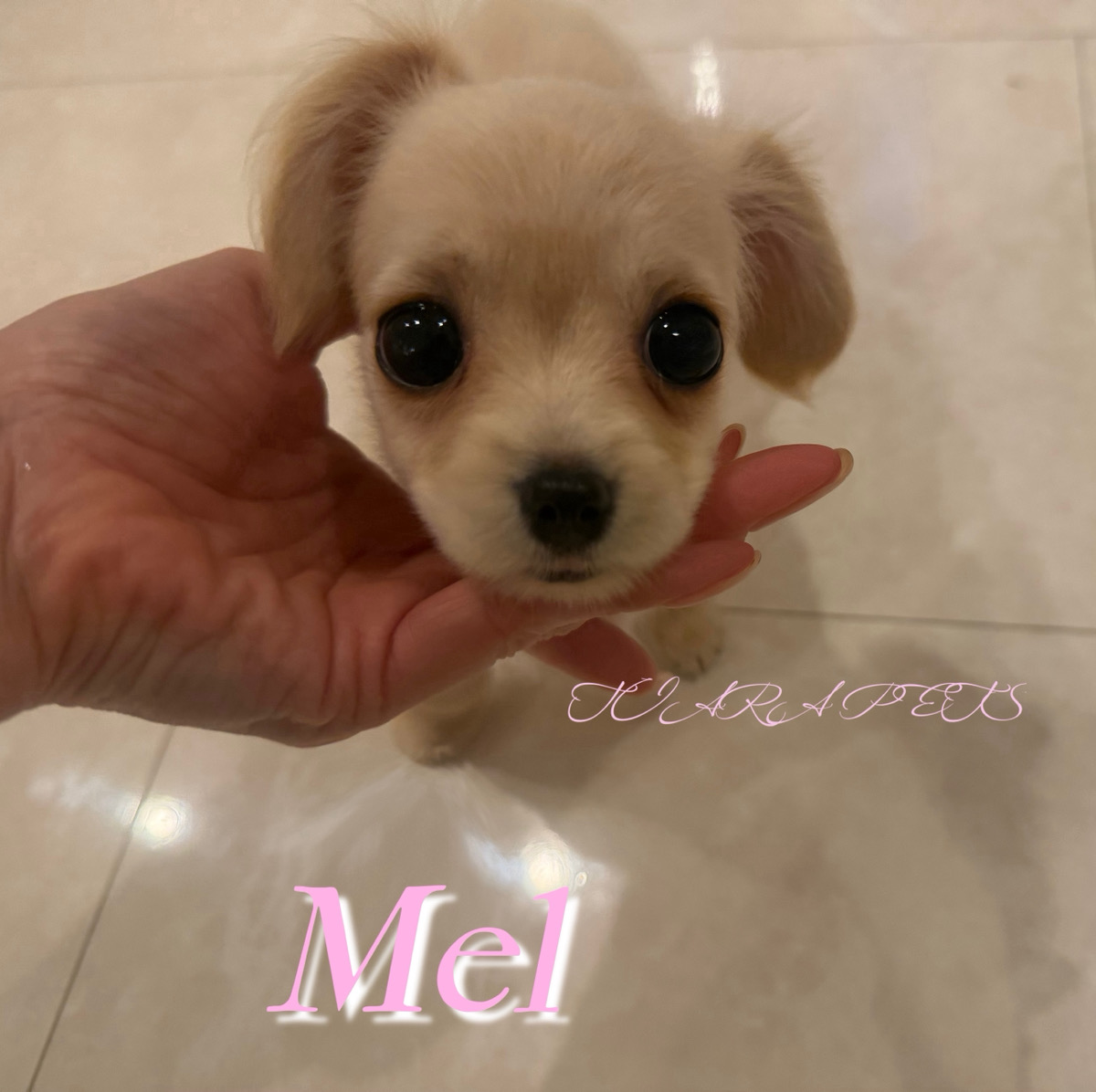 見上げる眼差しが可愛すぎるメルちゃん🧸