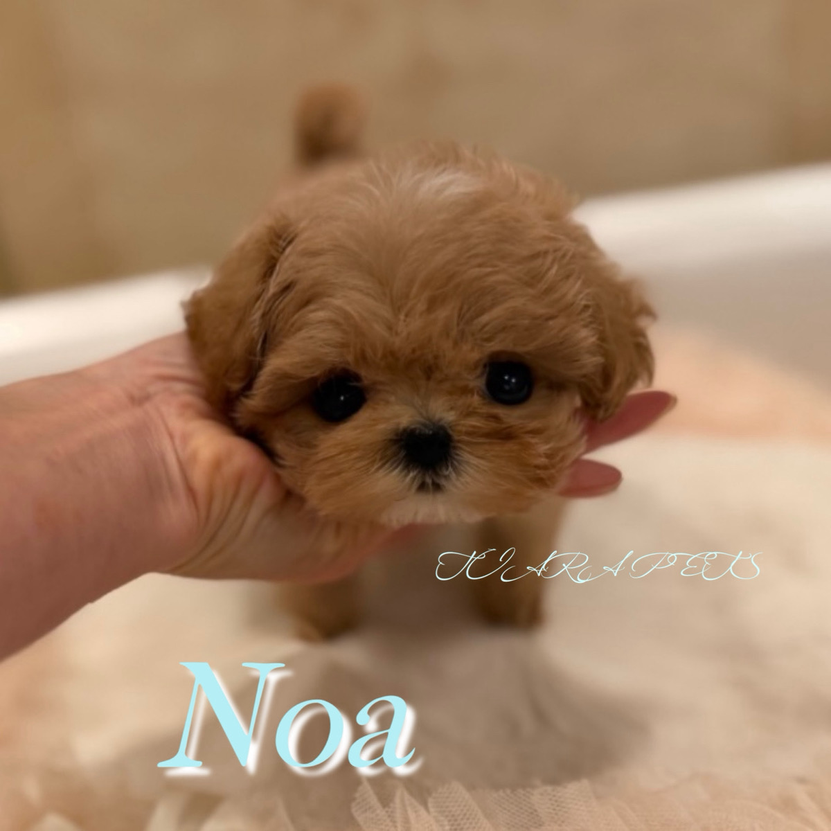 甘えん坊な性格が可愛いのあくん⭐️