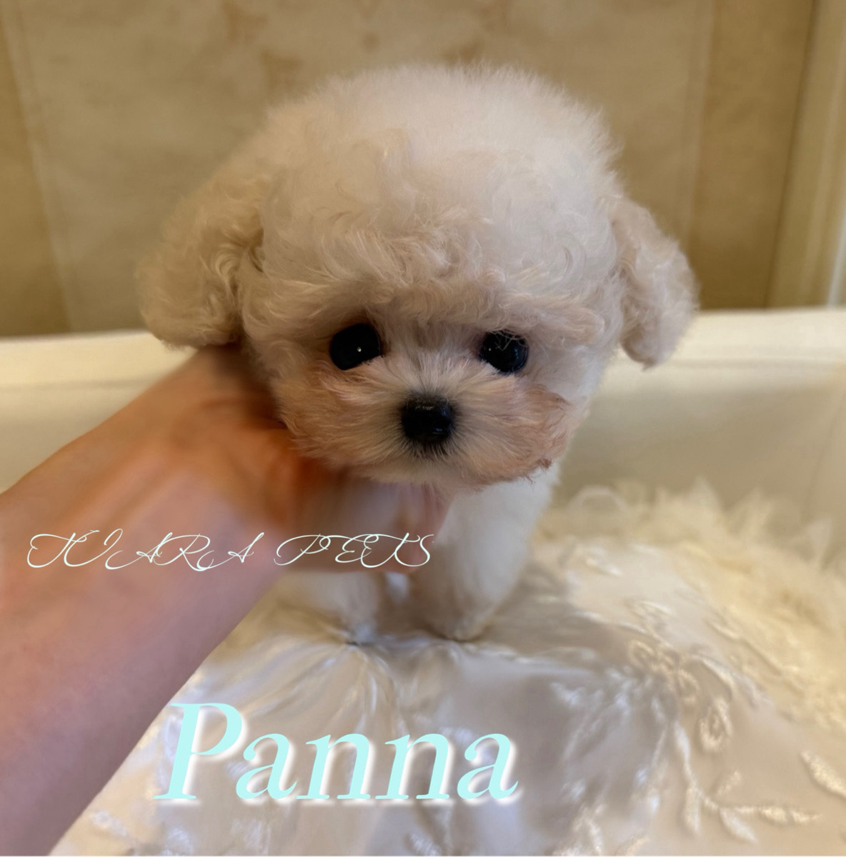人が大好きで優しい性格のパンナくん🧸