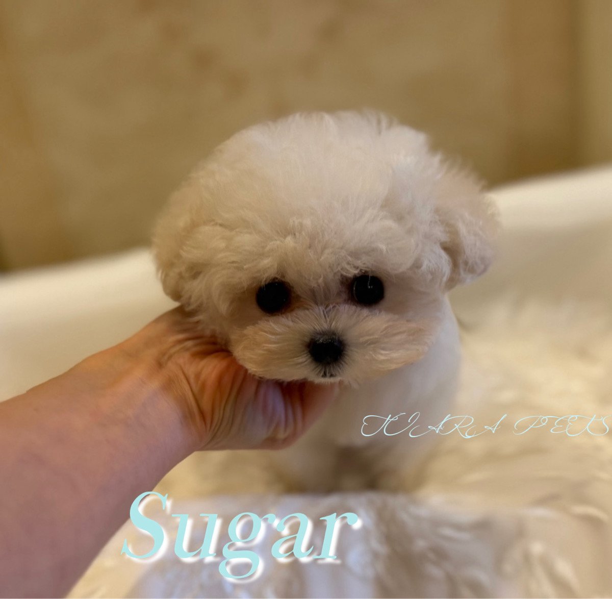 小さなぬいぐるみのようなシュガーくん🧸