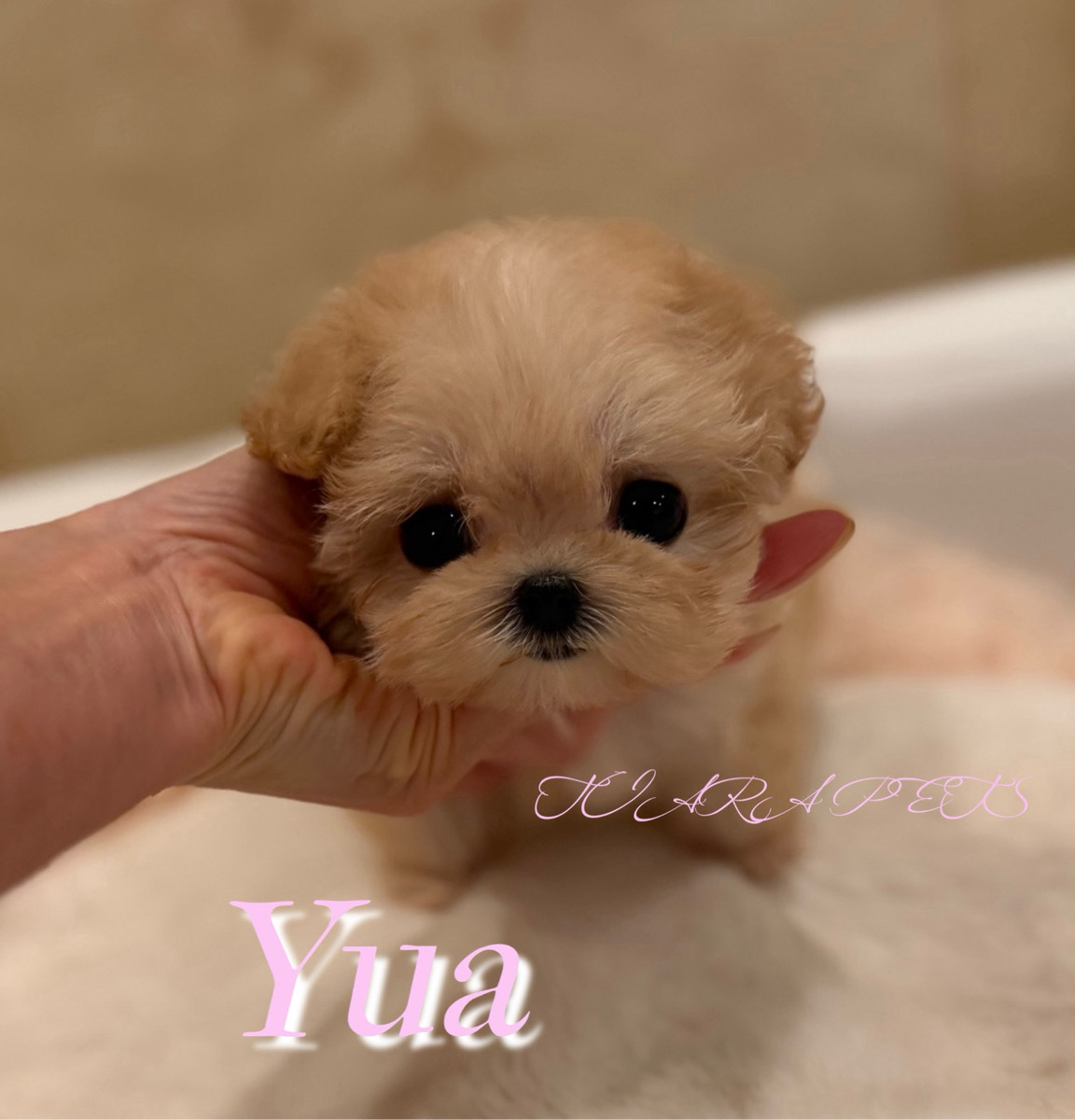 可愛い表情や仕草に癒されるゆあちゃん⭐️