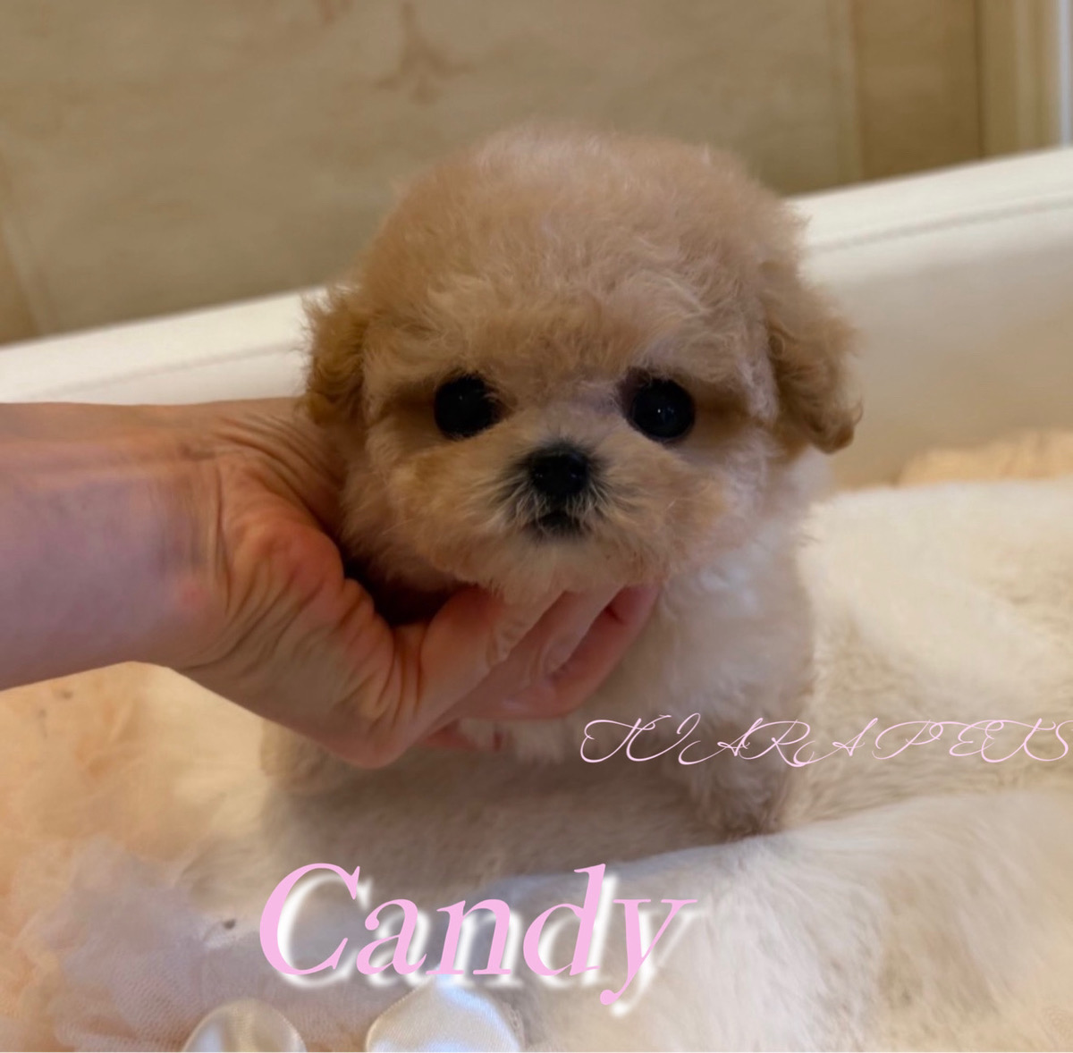 コンパクトボディがCUTEなキャンディーちゃん🍬