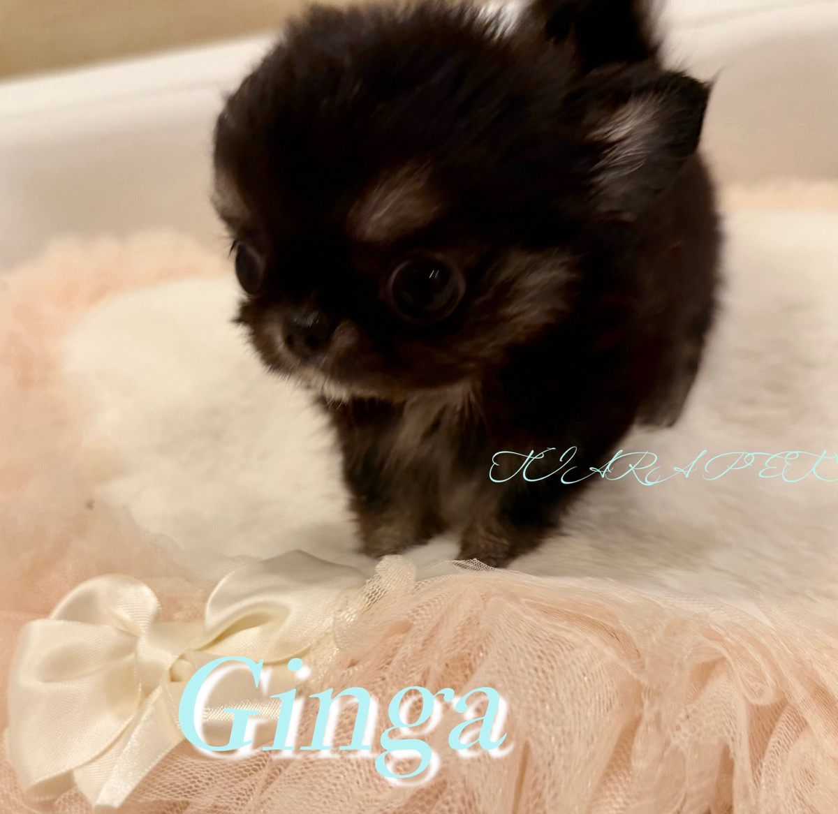 凛々しさと可愛らしさがある銀河くん🌌