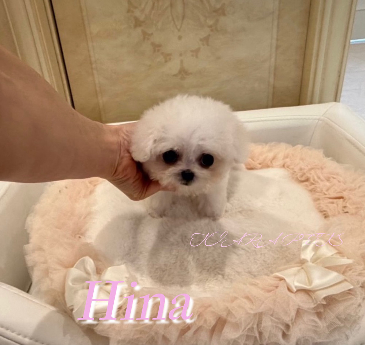 おっとり性格の愛らしいひなちゃん🧸
