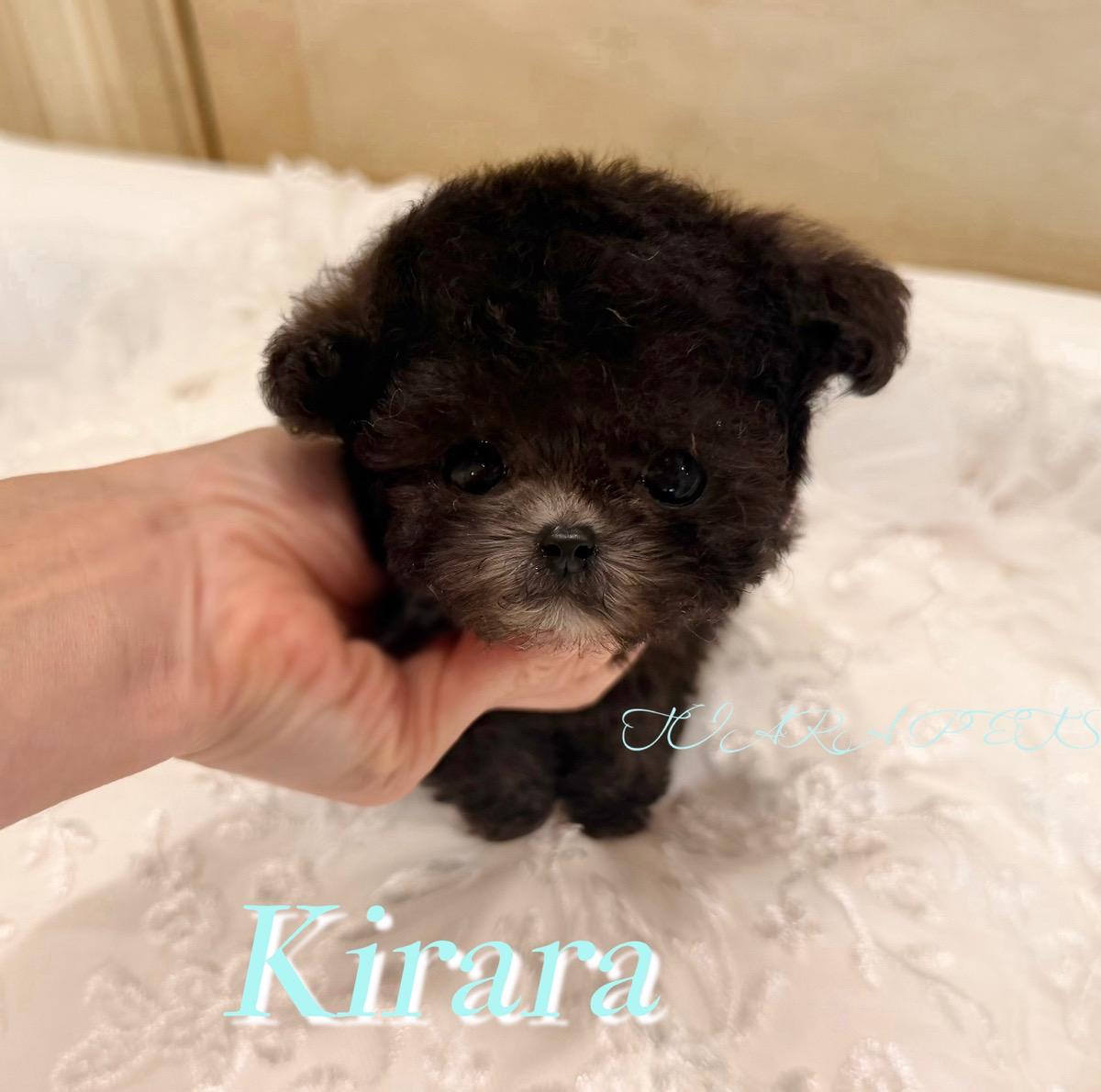 優しい肌触りの被毛が魅力のきららくん🧸