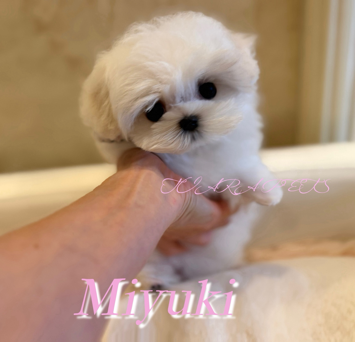 甘える姿が可愛すぎるみゆきちゃん🧸