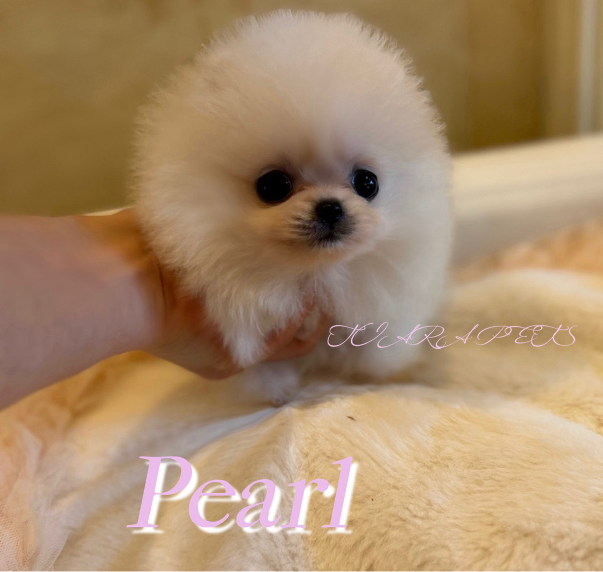 うるんだ瞳が愛らしいパールちゃん🧸