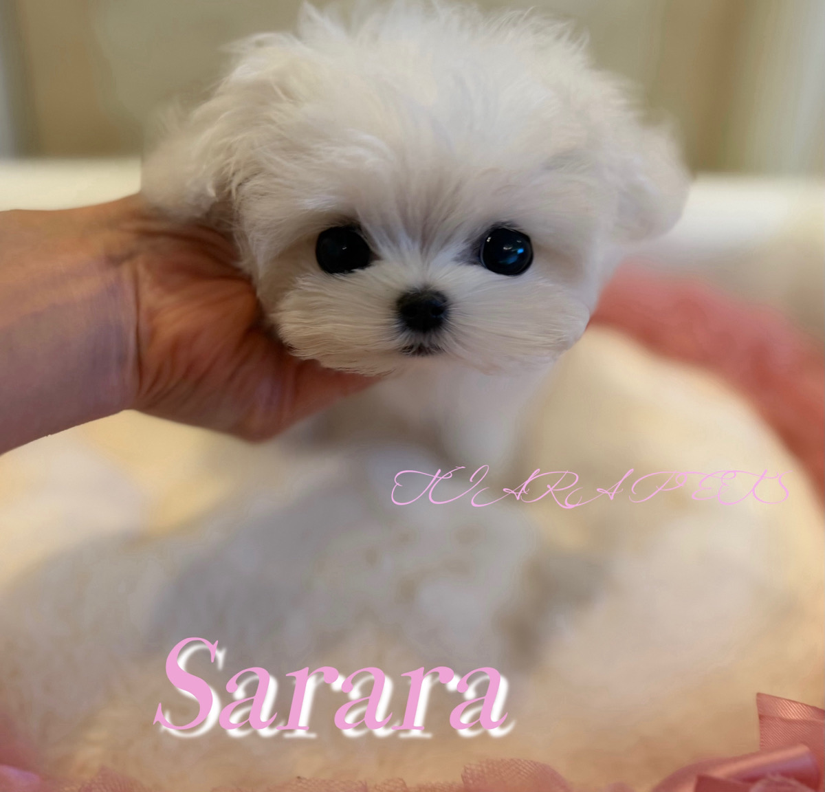 人懐っこく明るい性格のさららちゃん🧸