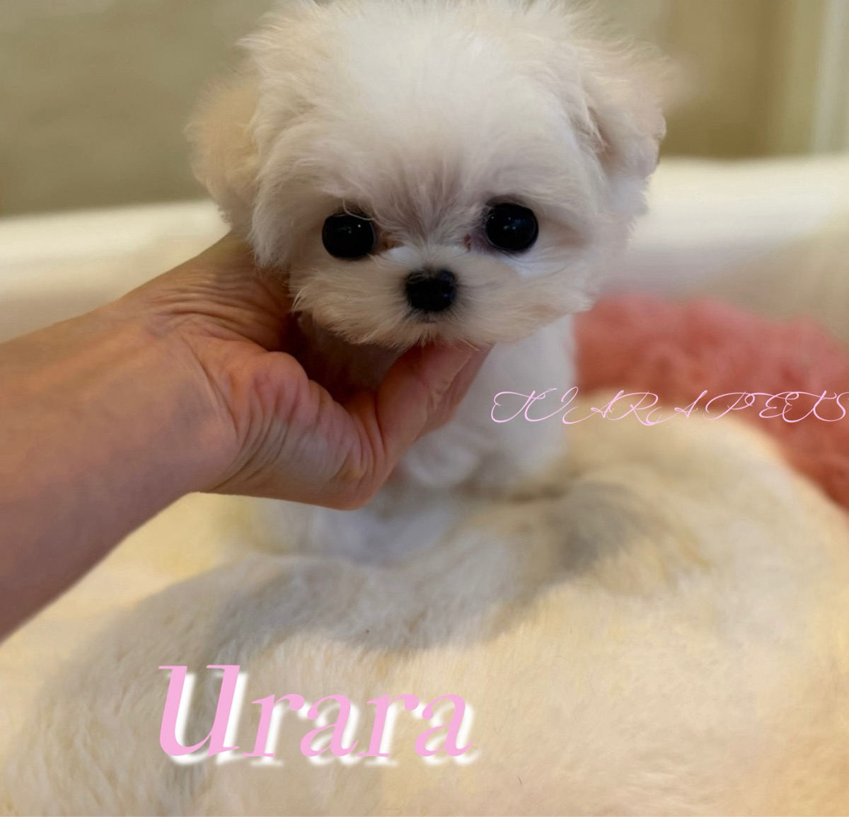 愛くるしいお顔で癒されるうららちゃん 🧸