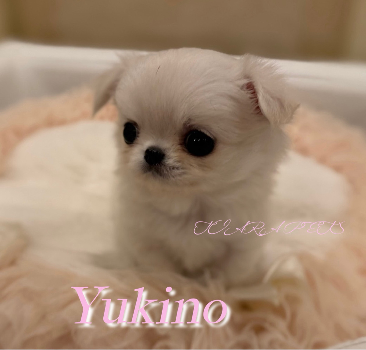 うるうる瞳が印象的なゆきのちゃん❄️