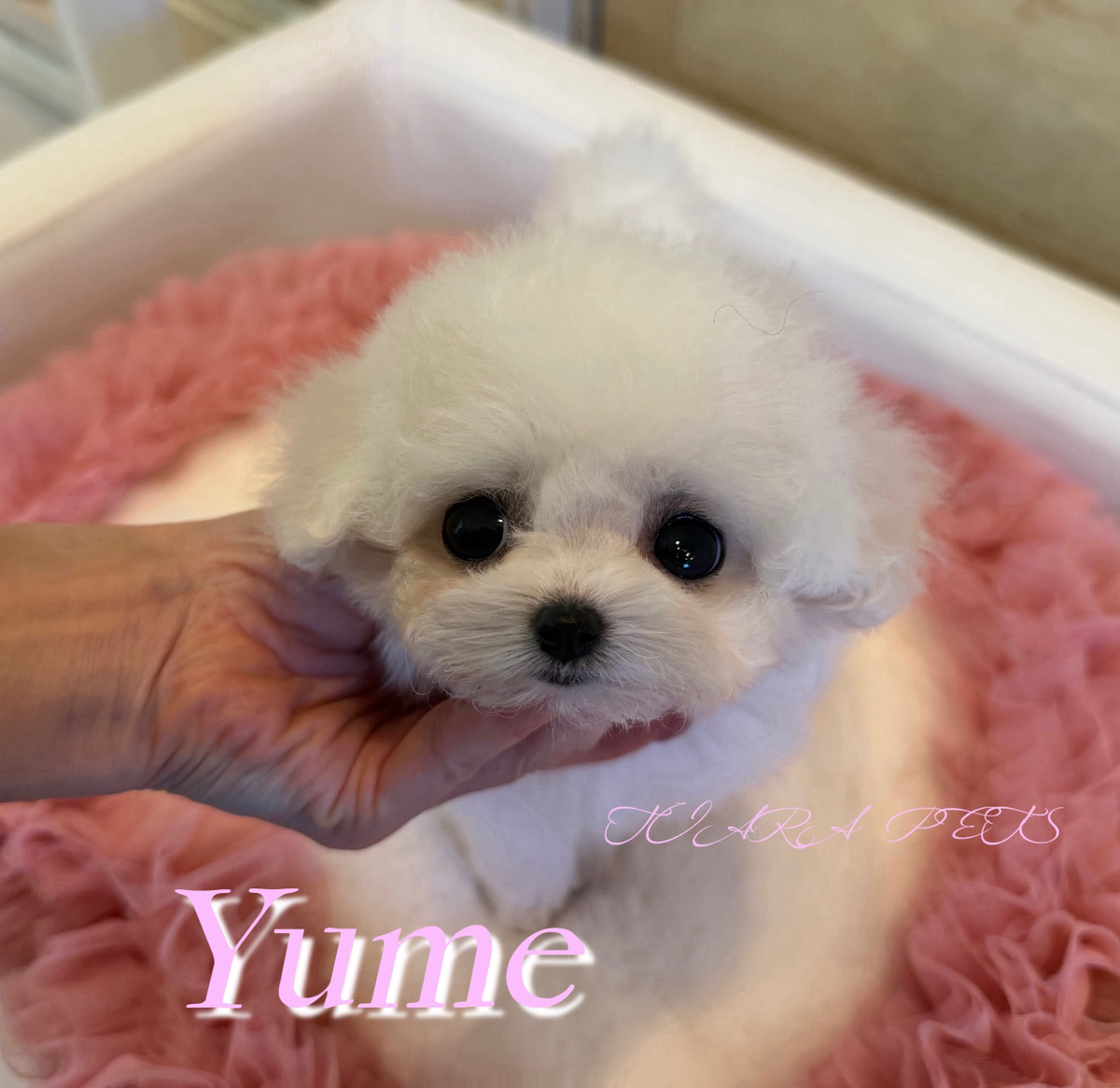 人懐っこい性格で可愛いゆめちゃん🧸